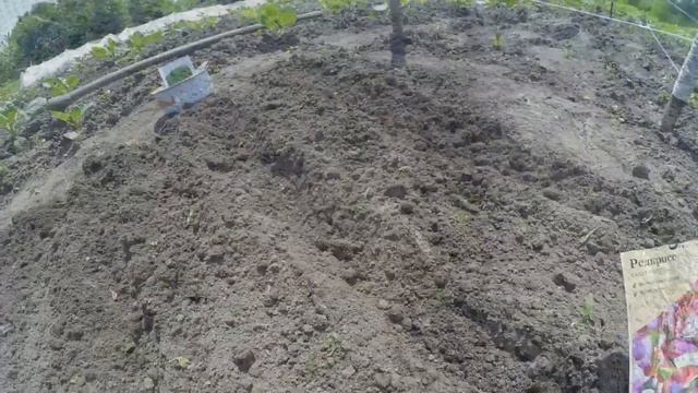 Висіваємо ВІТАМІННІ САЛАТИ. СІЛЬСЬКИЙ ГОСПОДАР. смотреть онлайн