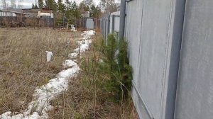 Забор из плоского шифера 6 мм год спустя. Как можно украсить. (Извиняюсь за шум от ветра).