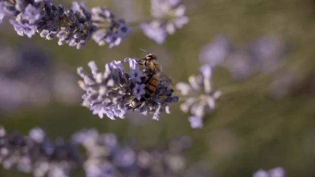 Matrimonio in moto nelle langhe, all'antico podere Tota Virginia, Serralunga d'Alba смотреть онлайн