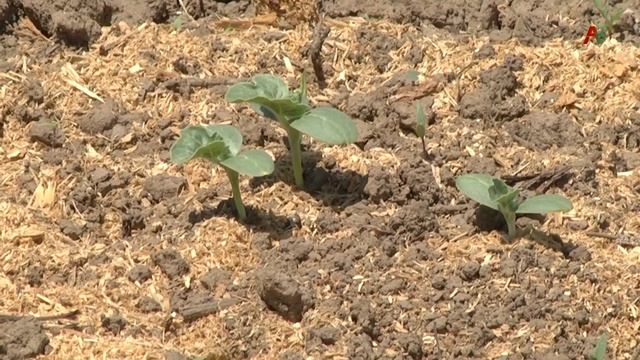 Очамчыра Сельхоз 16.06. 2021 смотреть онлайн