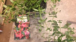 Диасция 11.04.18 Пикировка и черенкование диасции