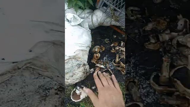 Сходил за грибами!!! Шампиньоны во дворе. Эксперименты дяди Вити 06.09.23 смотреть онлайн