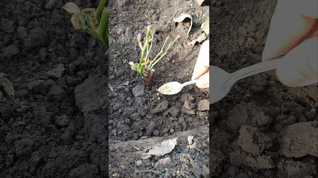 Посадка роз