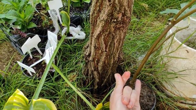 Як в мене вийшла бузина на штамбі. Формую вербу Кілмарнок. Пригоди з пташенятами. смотреть онлайн