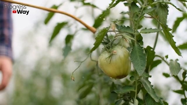 Теперь МОЖНО! Ешьте их ЗЕЛЁНЫМИ! Полезные зеленые томаты! смотреть онлайн