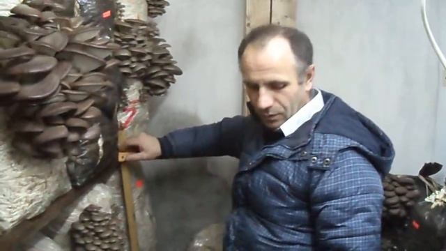 Вёшенка - Первая волна смотреть онлайн