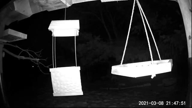 2021 Mar 08: Livestream bird feeding station. Ripley, Ontario Canada by AtHomeFriendlyTecGuy смотреть онлайн