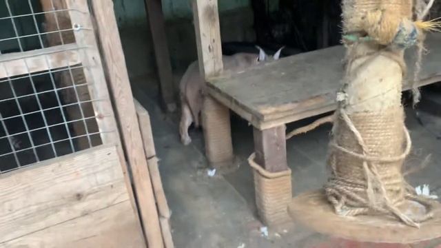 Кот #каракал Тайсон на прогулке. Мужчина видный и красивый ? The #caracal #Tyson is walking ? смотреть онлайн