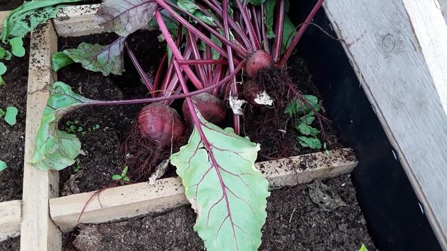 End Of June Allotment Plot Tours & Vegetable Harvest #shedwars #teamoverthepond смотреть онлайн