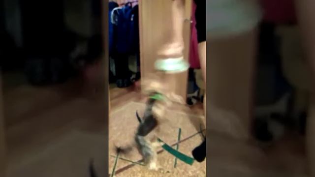 Пёс и памперс