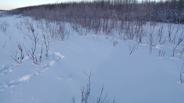 силки на куропаток лисьий след река стоит смотреть онлайн