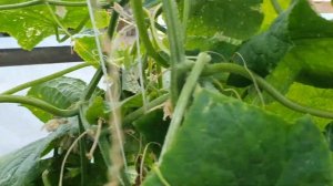 Овощи растут. Огурец Мадейра F1 Семинис