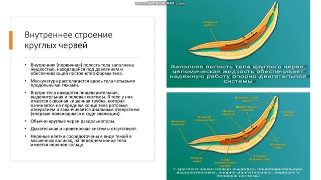 7 класс Тип Круглые Первичнополостные черви Общая характеристика Типа Круглые черви смотреть онлайн