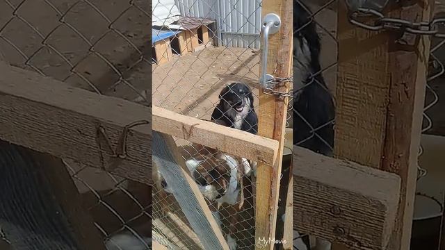 Собаки в поисках дома. смотреть онлайн