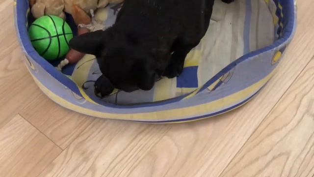 Как я отучал Марсика попрошайничать смотреть онлайн