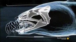 Двойная челюсть, для чего она нужна. Книга Иова гл 41:5    2018 02 07 09 20 33 853