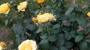 Роза Керио.Цветение мощное,обильное.