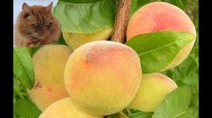 Самые морозостойкие сорта персиков часть 2