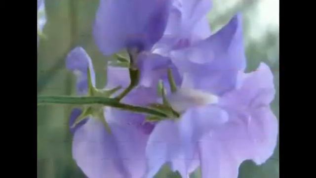 Le piante di Alessandra Orsi смотреть онлайн