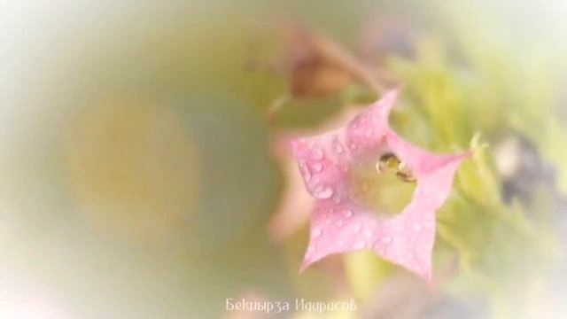 Андрей Леницкий Листья смотреть онлайн
