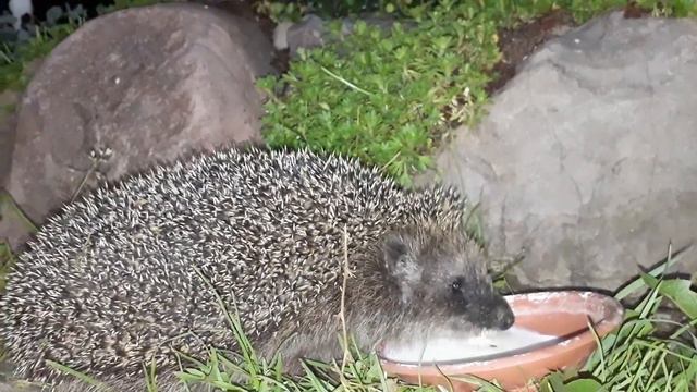 Я НЕ ЧЕЛОВЕК И НЕ ГОРОШЕК , Я ЁЖИК ... смотреть онлайн