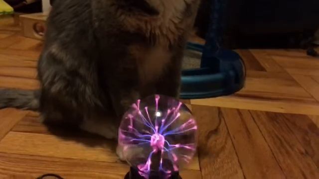 cat reaction to plasma ball; Nothing смотреть онлайн