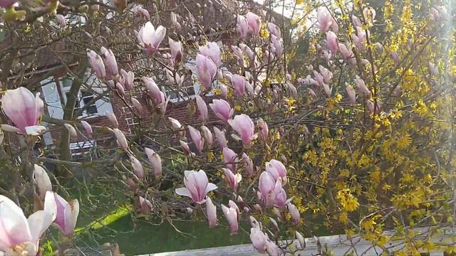 Magnole magnole magnolia magic tree смотреть онлайн