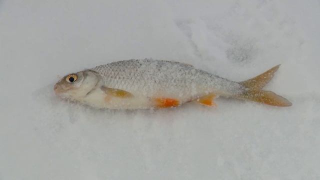 Рыбак Рыбаку 483 "Окунь и плотва в конце зимы". смотреть онлайн