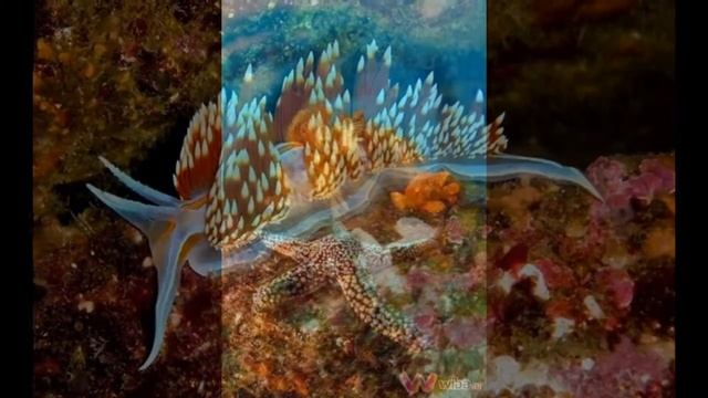 Путешествие в сказку подводного мира смотреть онлайн