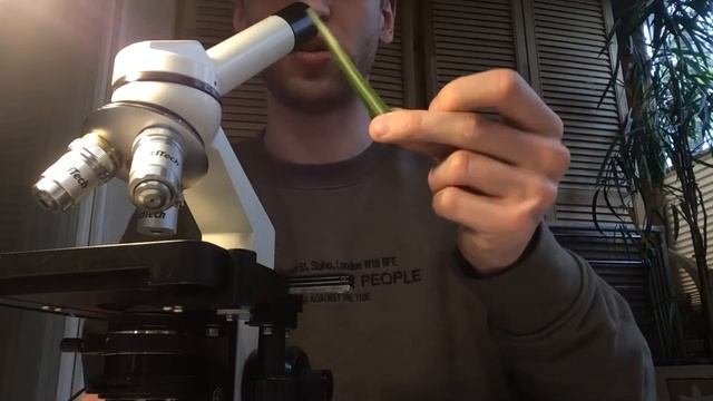 Рассматриваем травинку под микроскопом. смотреть онлайн