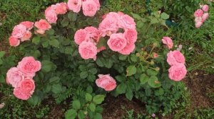 Розы в Подмосковье. Amelia Renaissance / Амелия Ренессанс (шраб)