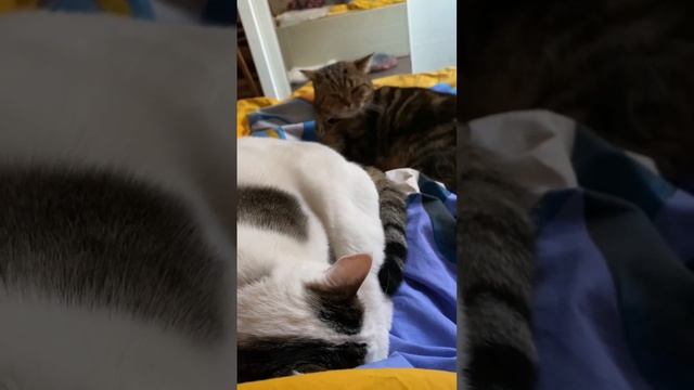 Если хотите завести кошку или собаку, учтите, спать и отдыхать будете так ? смотреть онлайн