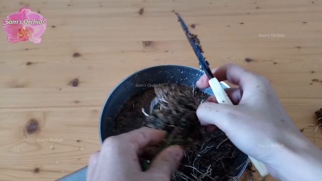 Repotting Dendrobium aphyllum orchid смотреть онлайн