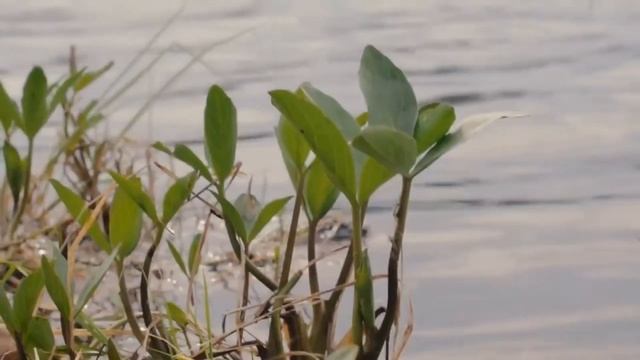 "В минуты музыки печальной..." Н. Рубцов смотреть онлайн