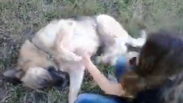 Как сделать собаке приятно смотреть онлайн