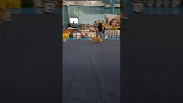Выставка собак. г. Иркутск. Куча корги и хотошо. смотреть онлайн