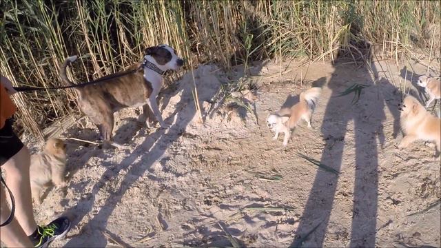 Боевые Шпицы разрывают Амстаффтерьера /War Spitz Ripping Apart The Amstaff Terrier 🐕🐾