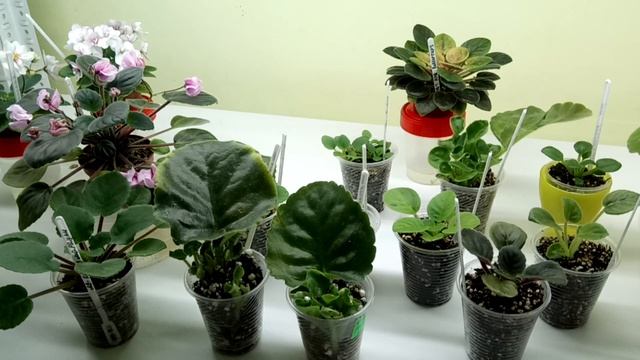 Когда нужно формировать фиалку, чтобы получить ровную розетку? смотреть онлайн