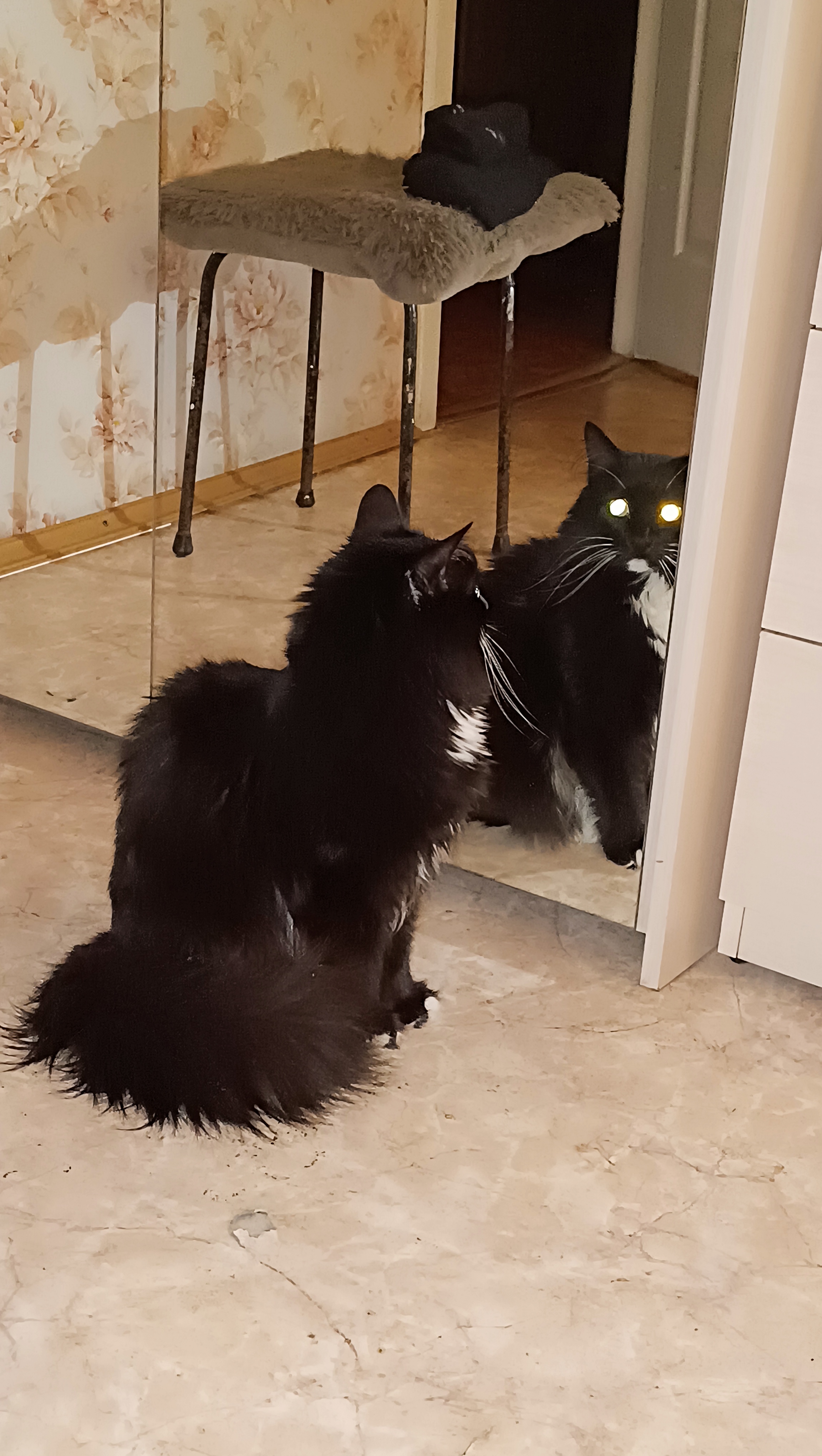 #44. Я, красавец, кошачий принц....