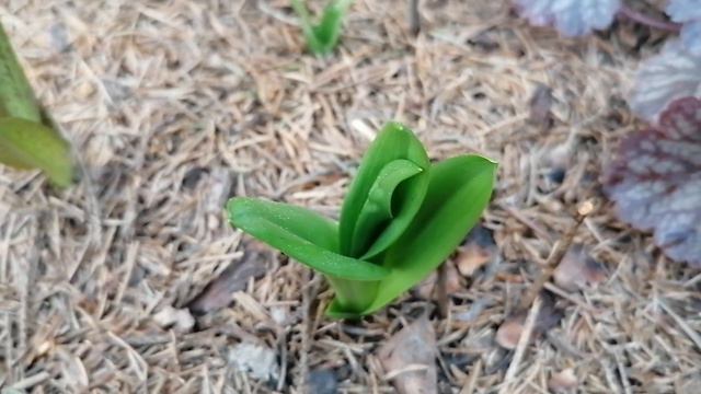 Дикие орхидеи Любка Двулистная (Platanthéra bifólia) и Дактилориза (Dactylorhíza) в начале мая 2023 смотреть онлайн