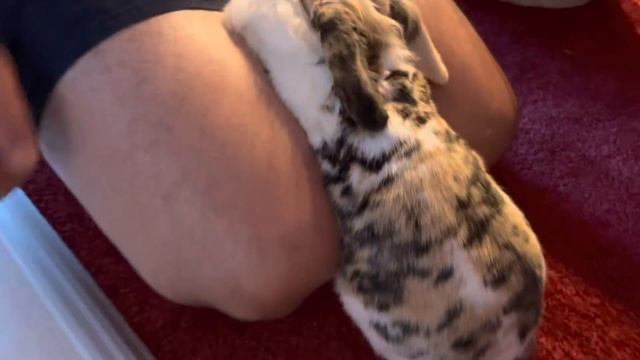 Пособие- как нужно правильно гладить бубузайцев смотреть онлайн