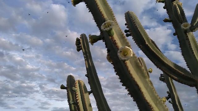 Cacto Cereus jamacaru ( MANDACARU) смотреть онлайн