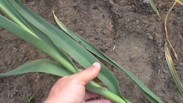 Июньская подкормка чеснока для укрупнения головки. смотреть онлайн