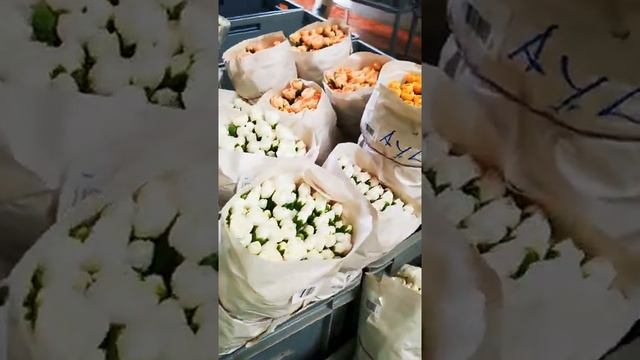 Кустовая гвоздика оптом из Эквадора ?? | цветы напрямую с плантаций от Interfloralogistic смотреть онлайн