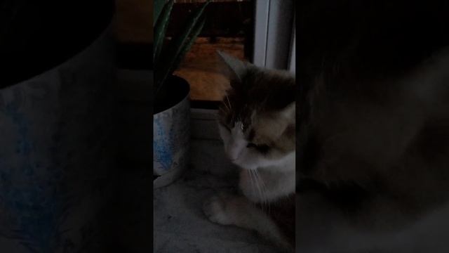 Важные дела кота Кеши. смотреть онлайн