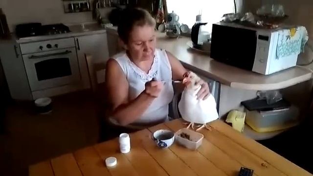 Как давать витамины курочке? | Raised chicken смотреть онлайн