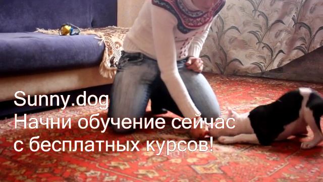 Дрессировка щенка, стаффорд 2 месяцев. Начало дрессировки, первые занятия. смотреть онлайн