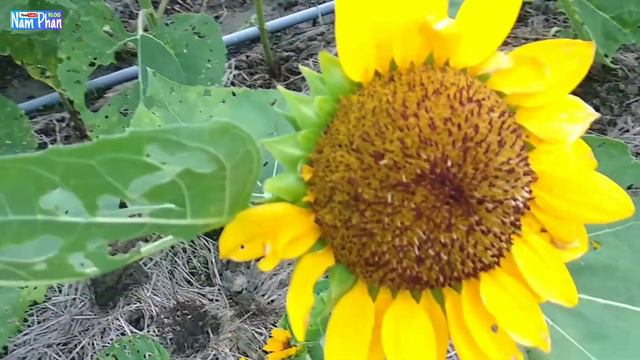 Cánh đồng hoa Hướng Dương 🌻 Thiên Anh 🎡 смотреть онлайн