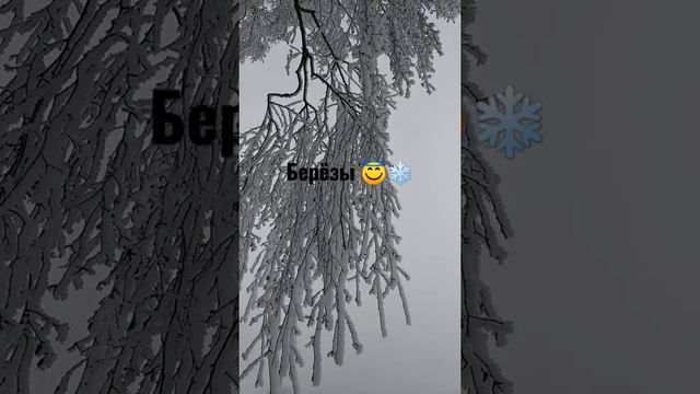 Плакучие зимние берёзы ❄️ смотреть онлайн