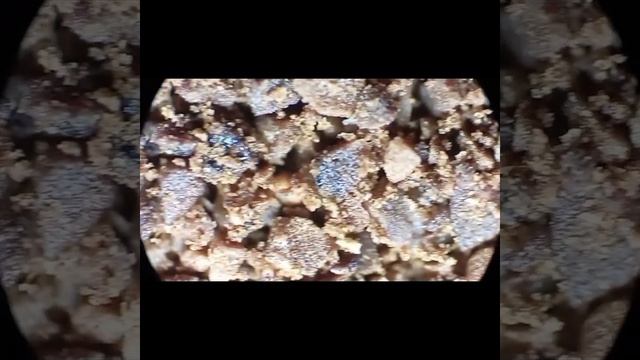 НАТУРАЛЬНЫЙ МОЛОТЫЙ КОФЕ ПОД МИКРОСКОПОМ #youtubevideo #underthemicroscope #microworld
